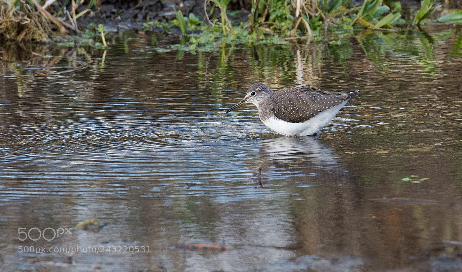 Nikon D500 sample photo. Common sandpiper (actitis hypoleucos) photography