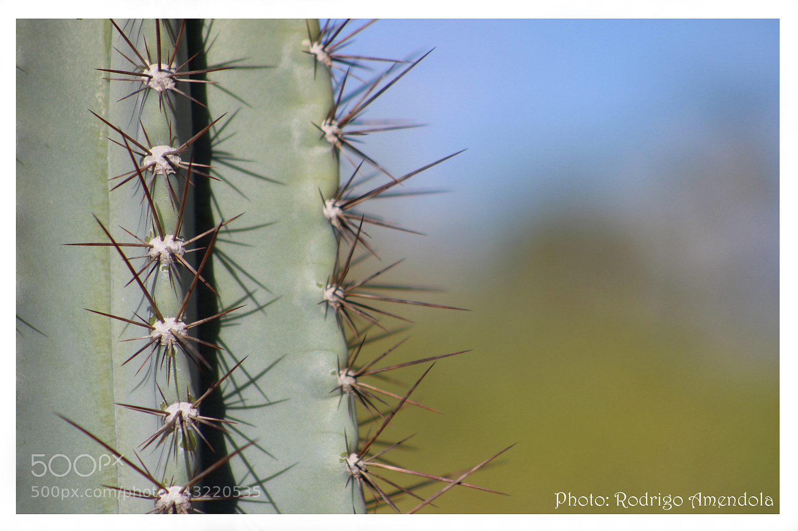 Canon EOS 600D (Rebel EOS T3i / EOS Kiss X5) sample photo. Cactus photography