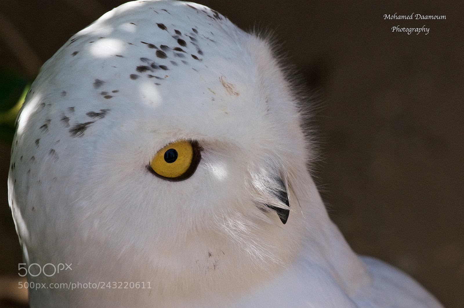 Sony Alpha NEX-5N sample photo. I am watching you photography