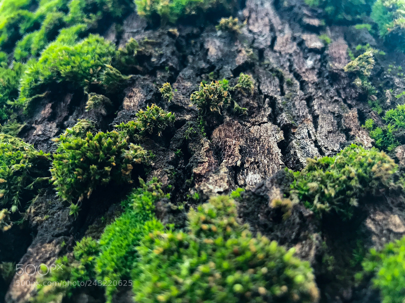 Apple iPhone 7 sample photo. “moss” photography