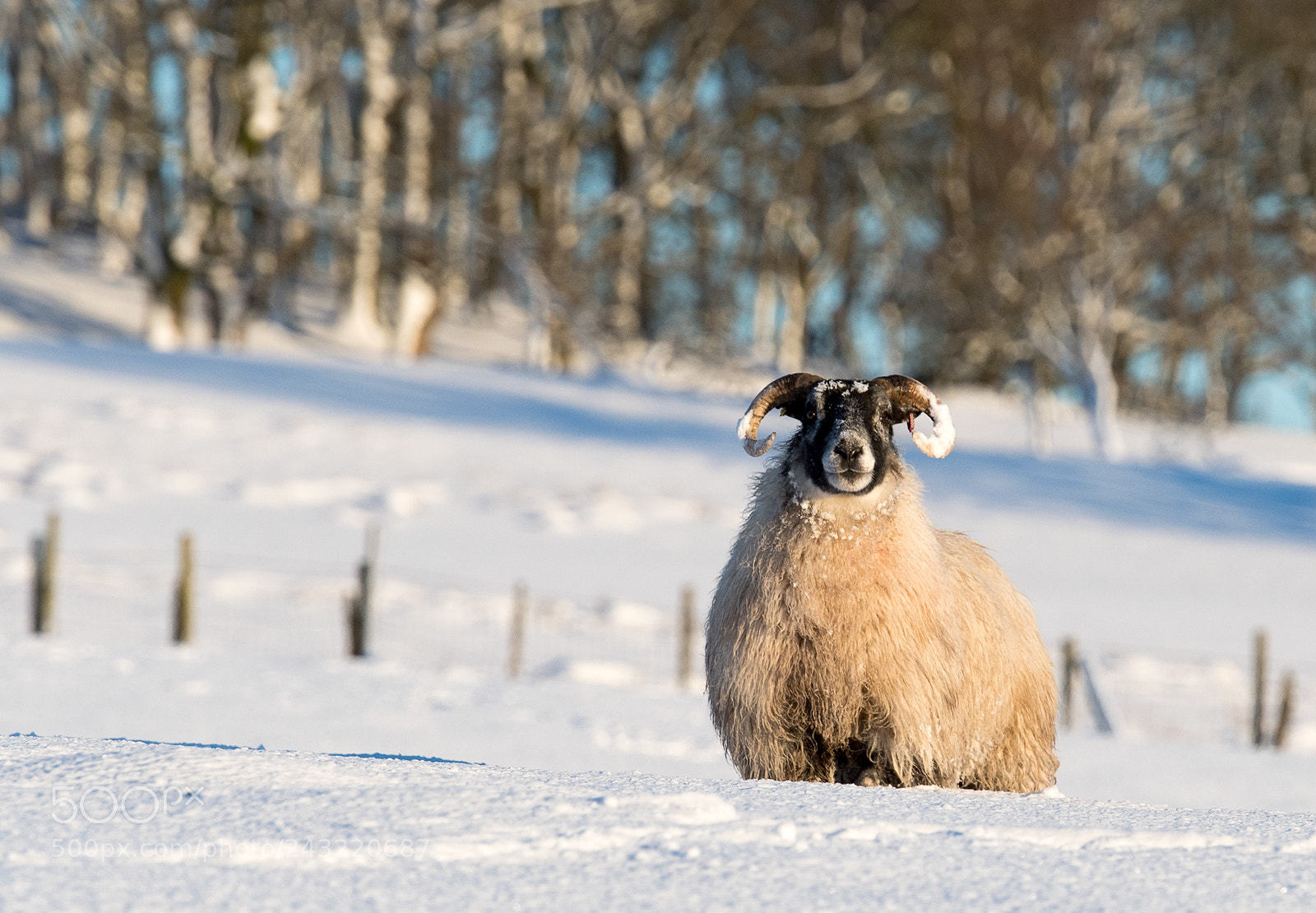 Nikon D500 sample photo. Wooly jumper photography