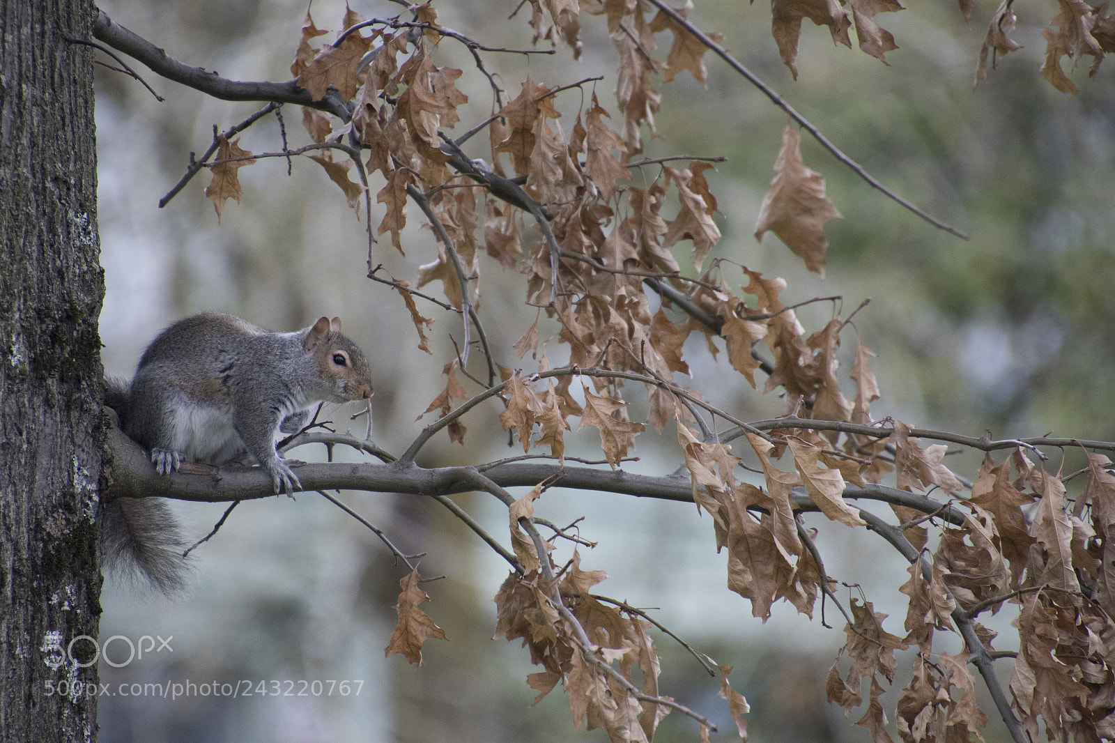Canon EOS 7D Mark II sample photo. Just january photography