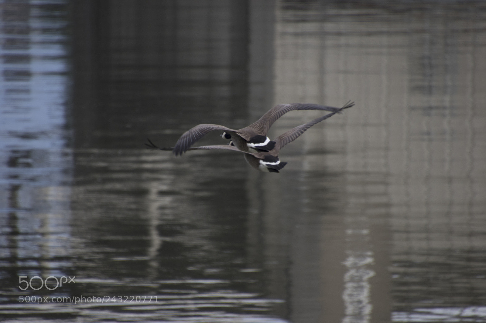 Canon EOS 7D Mark II sample photo. Just january photography