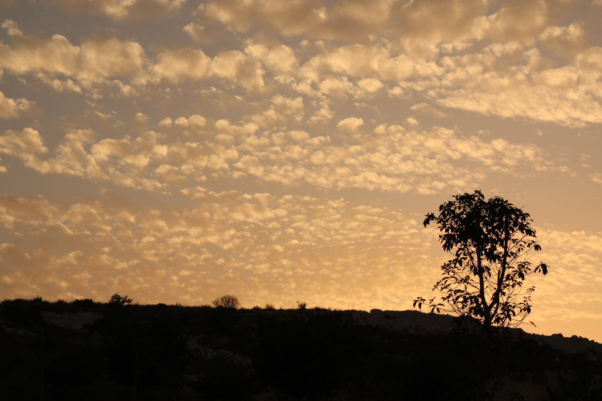 Canon EOS 450D (EOS Rebel XSi / EOS Kiss X2) sample photo. Sheep clouds on sunset photography