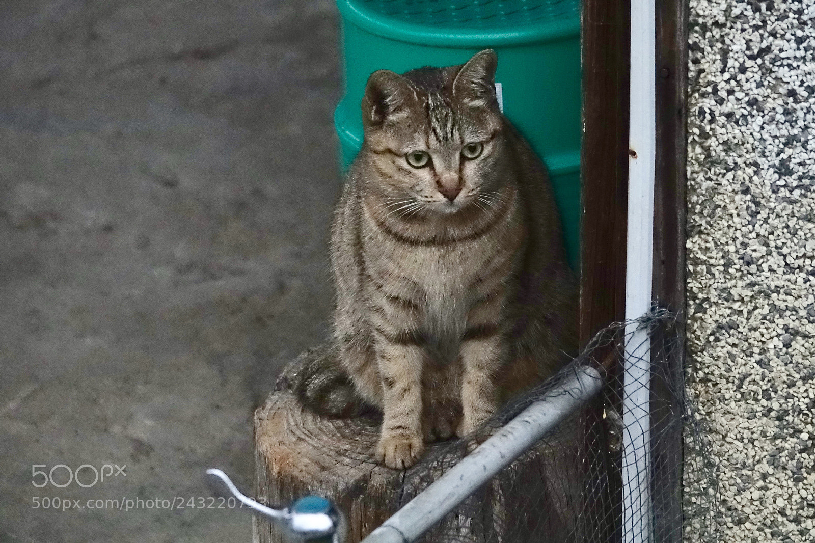 Sony Cyber-shot DSC-RX10 III sample photo. Untitled photography