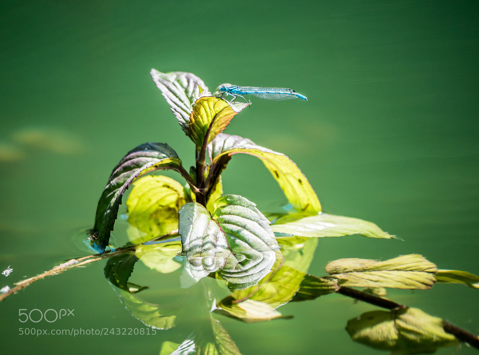 Panasonic DMC-G70 sample photo. Dragon fly photography