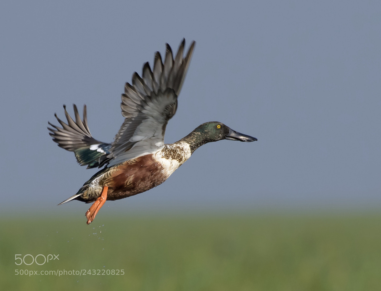Nikon D810 sample photo. Northern shoveler .... photography