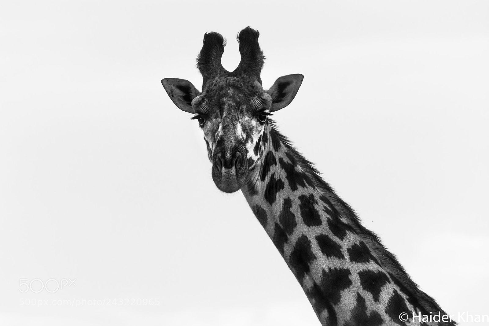 Nikon D7100 sample photo. Maasai giraffe photography