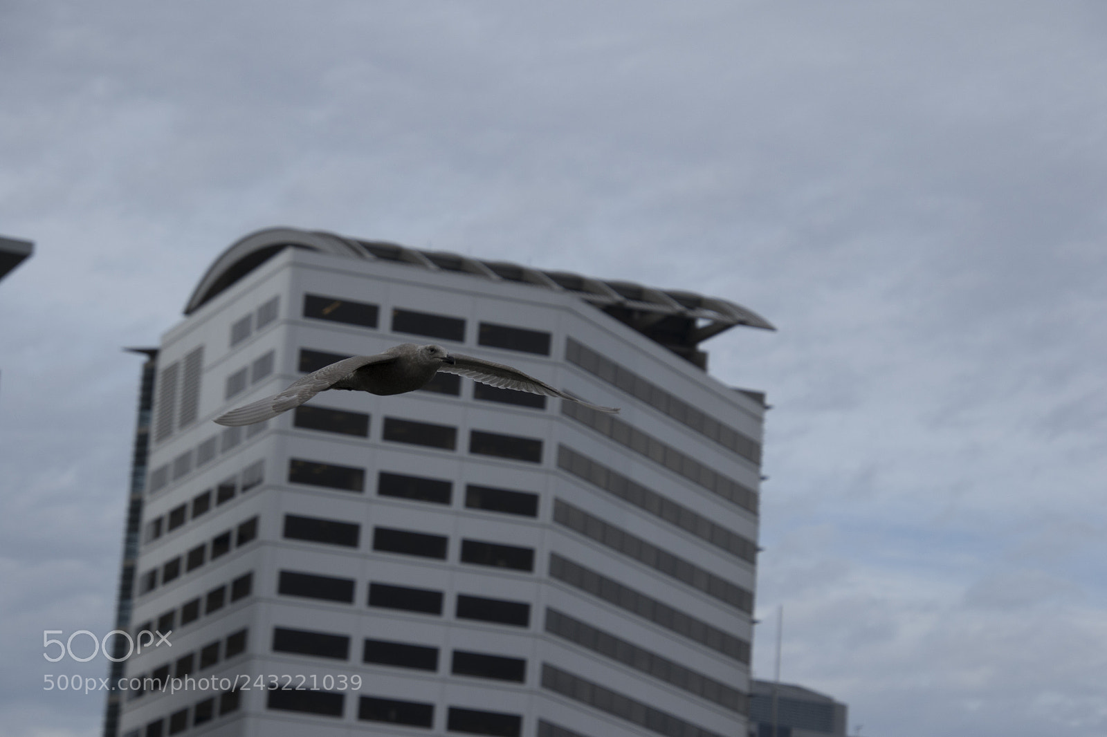 Canon EOS 7D Mark II sample photo. Just january photography
