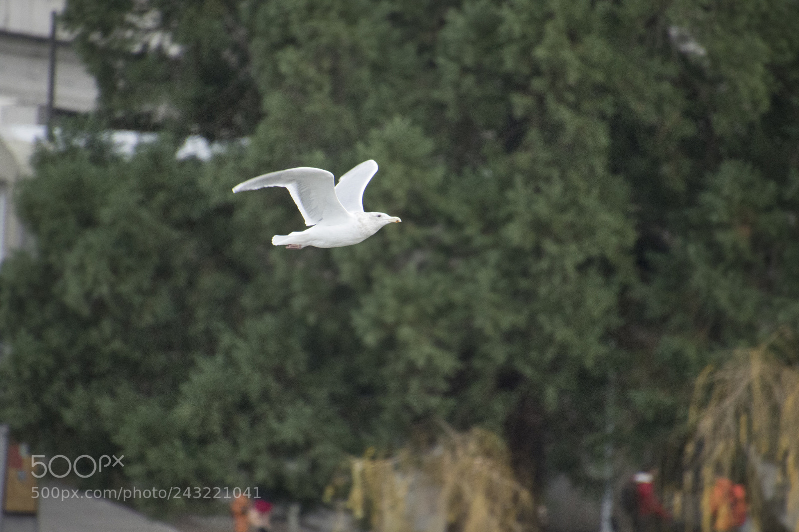 Canon EOS 7D Mark II sample photo. Just january photography