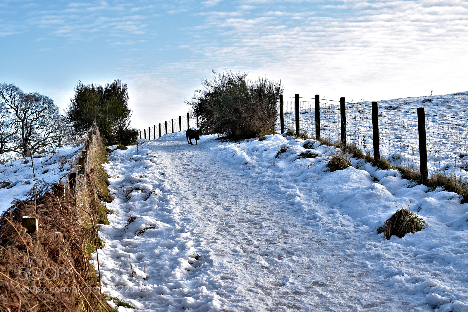 Nikon D5500 sample photo. Winter in park photography