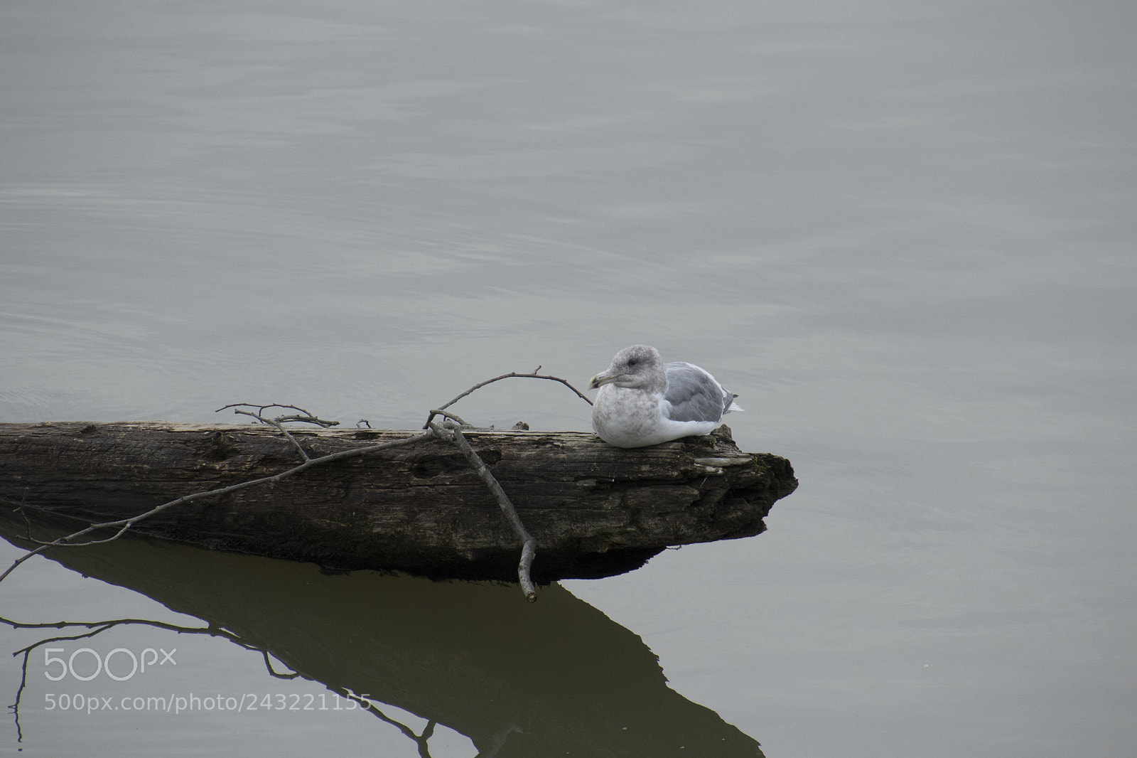 Canon EOS 7D Mark II sample photo. Just january photography