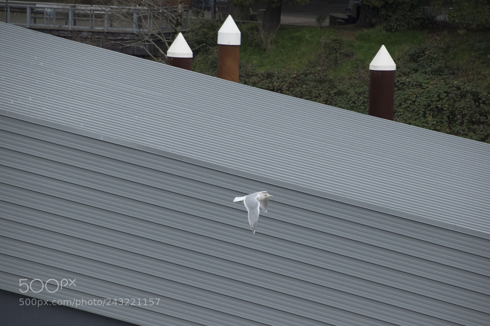 Canon EOS 7D Mark II sample photo. Just january photography