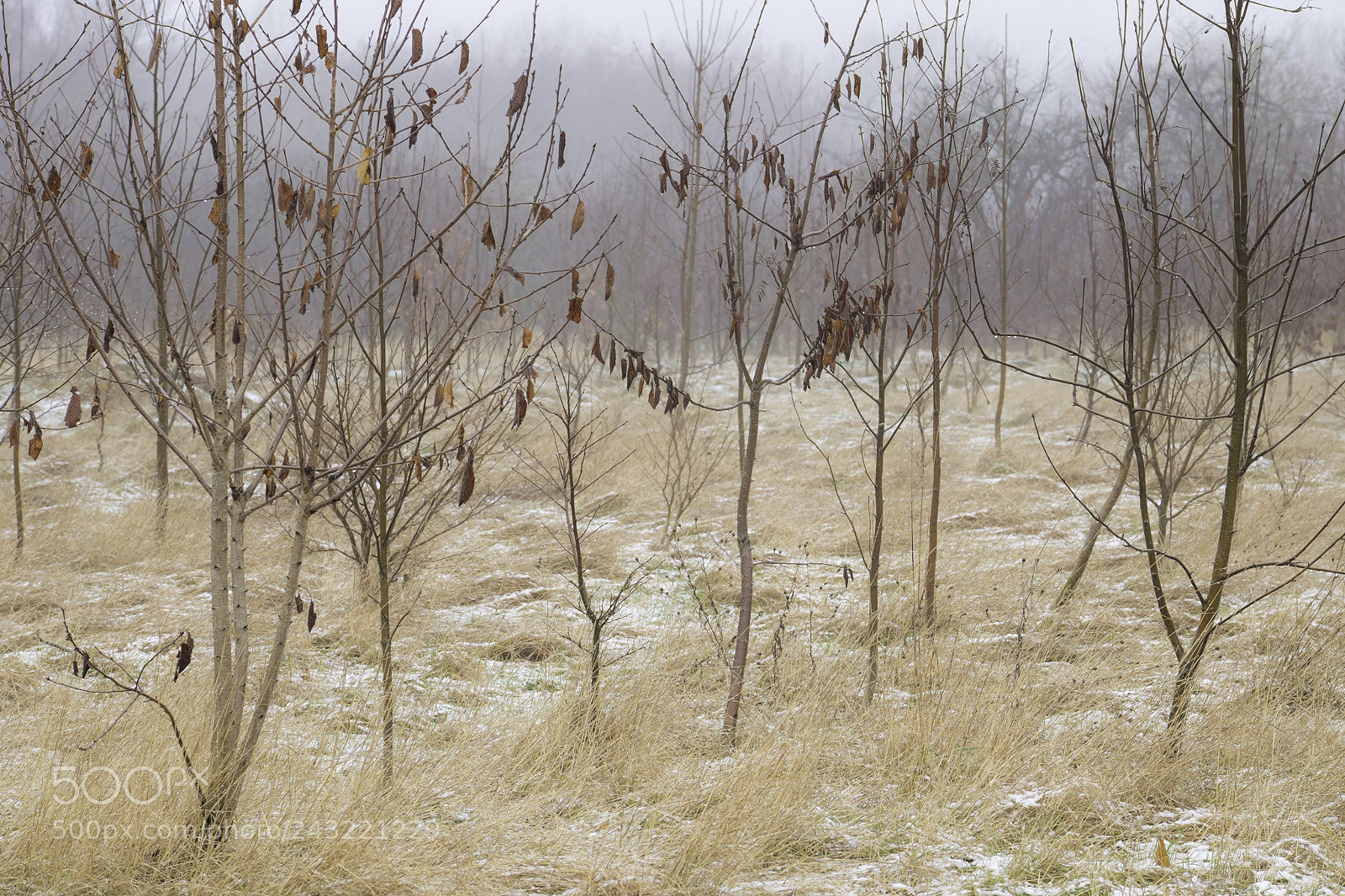 Fujifilm X-T1 sample photo. Arboretum photography