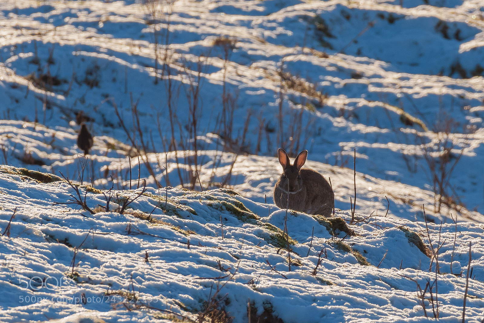 Pentax K-1 sample photo. Watching me watching you photography