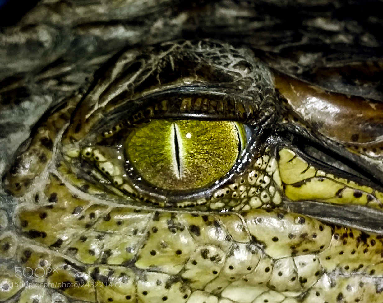 Samsung Galaxy Grand Prime sample photo. Croco eyes photography