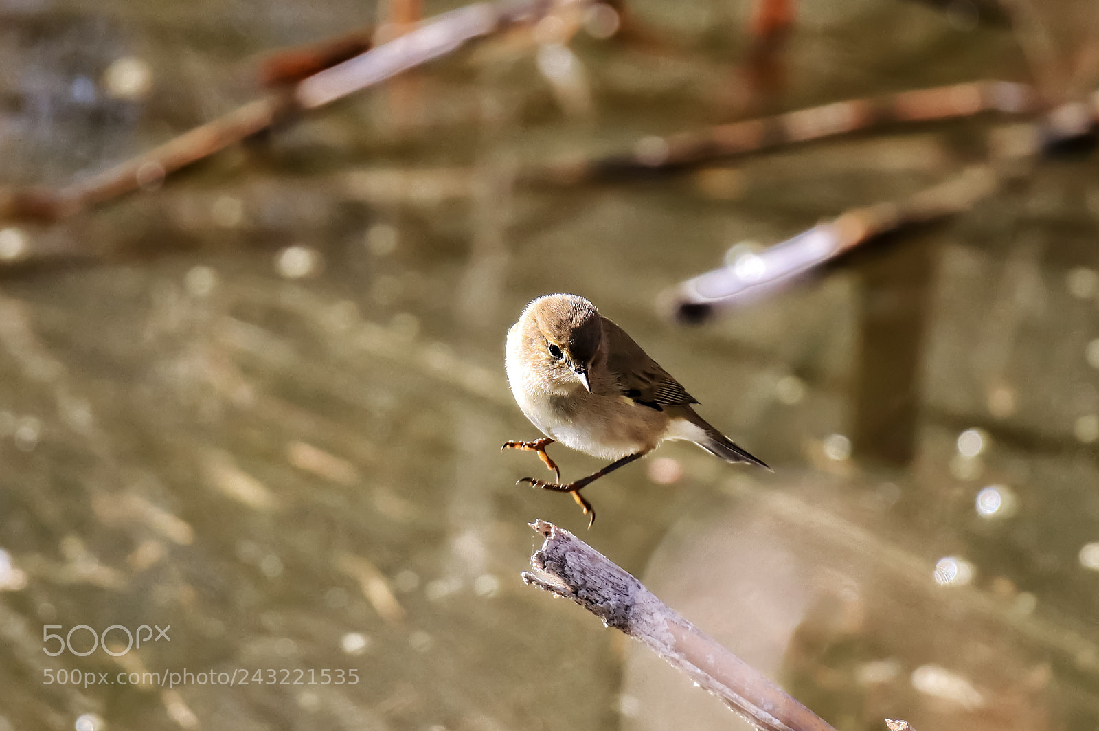 Canon EOS 77D (EOS 9000D / EOS 770D) sample photo. The art of nature photography