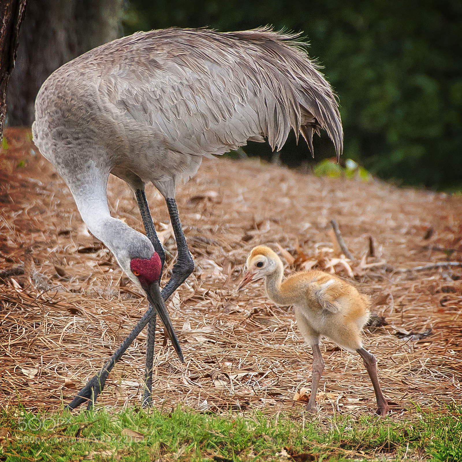 Nikon D300 sample photo. Sand hill crane photography