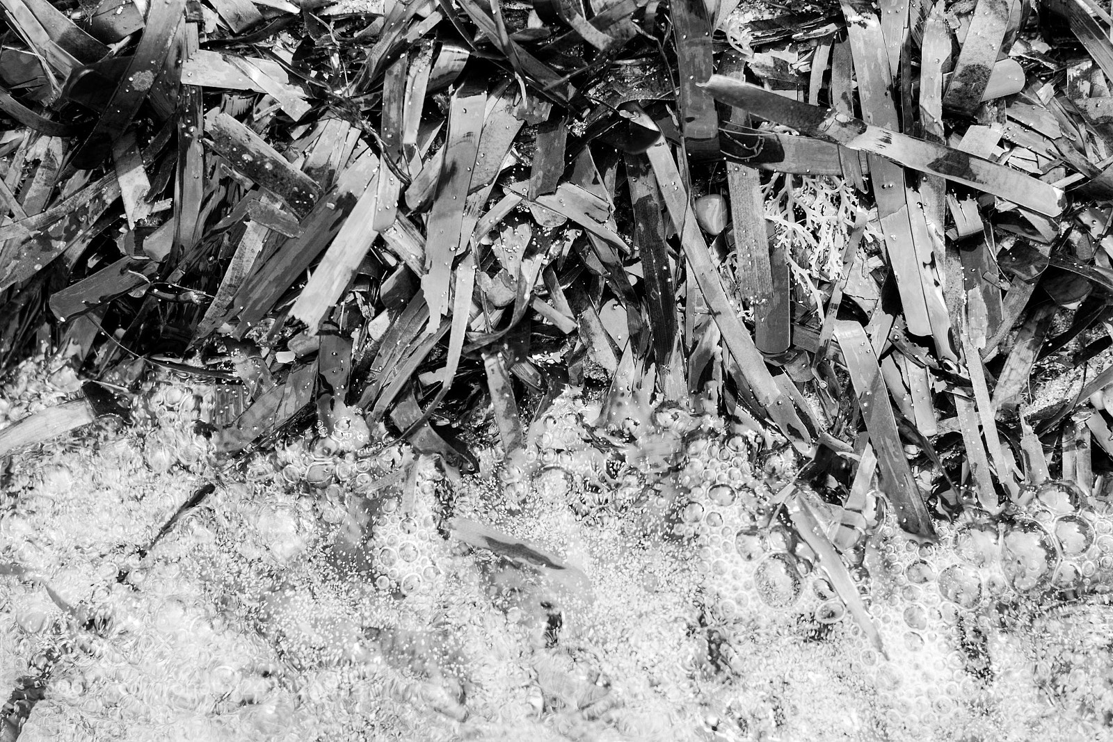 Sony SLT-A65 (SLT-A65V) sample photo. Seaweed photography