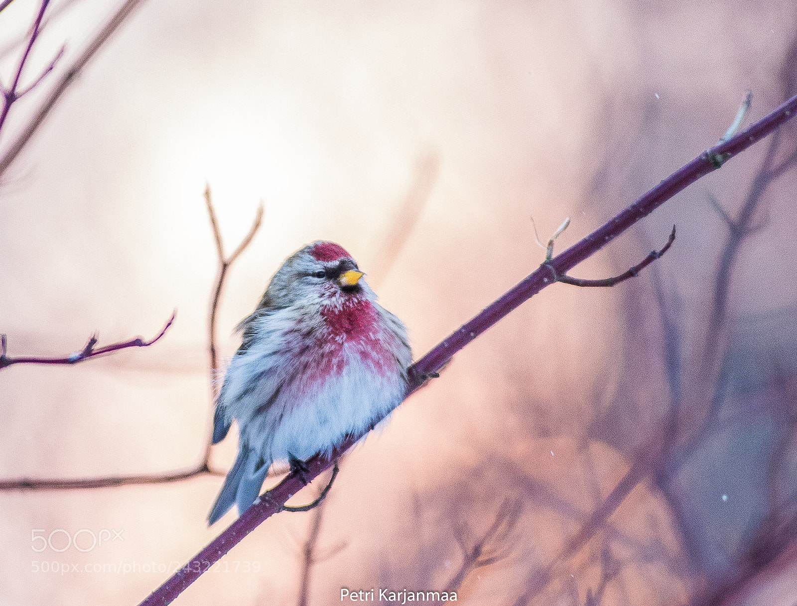 Canon EOS 7D Mark II sample photo. Golden light photography