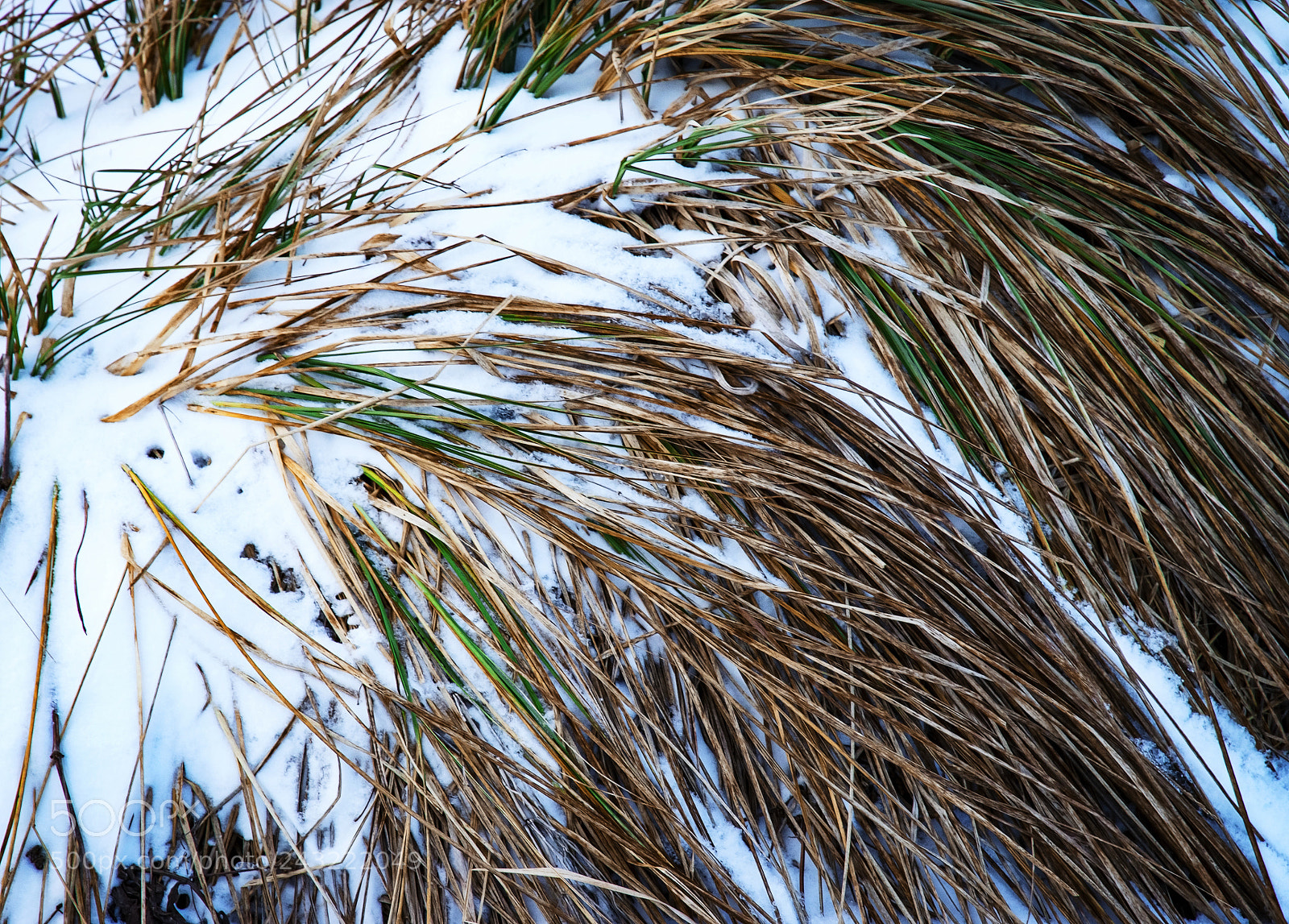Nikon D5500 sample photo. Snowy clump of dry photography