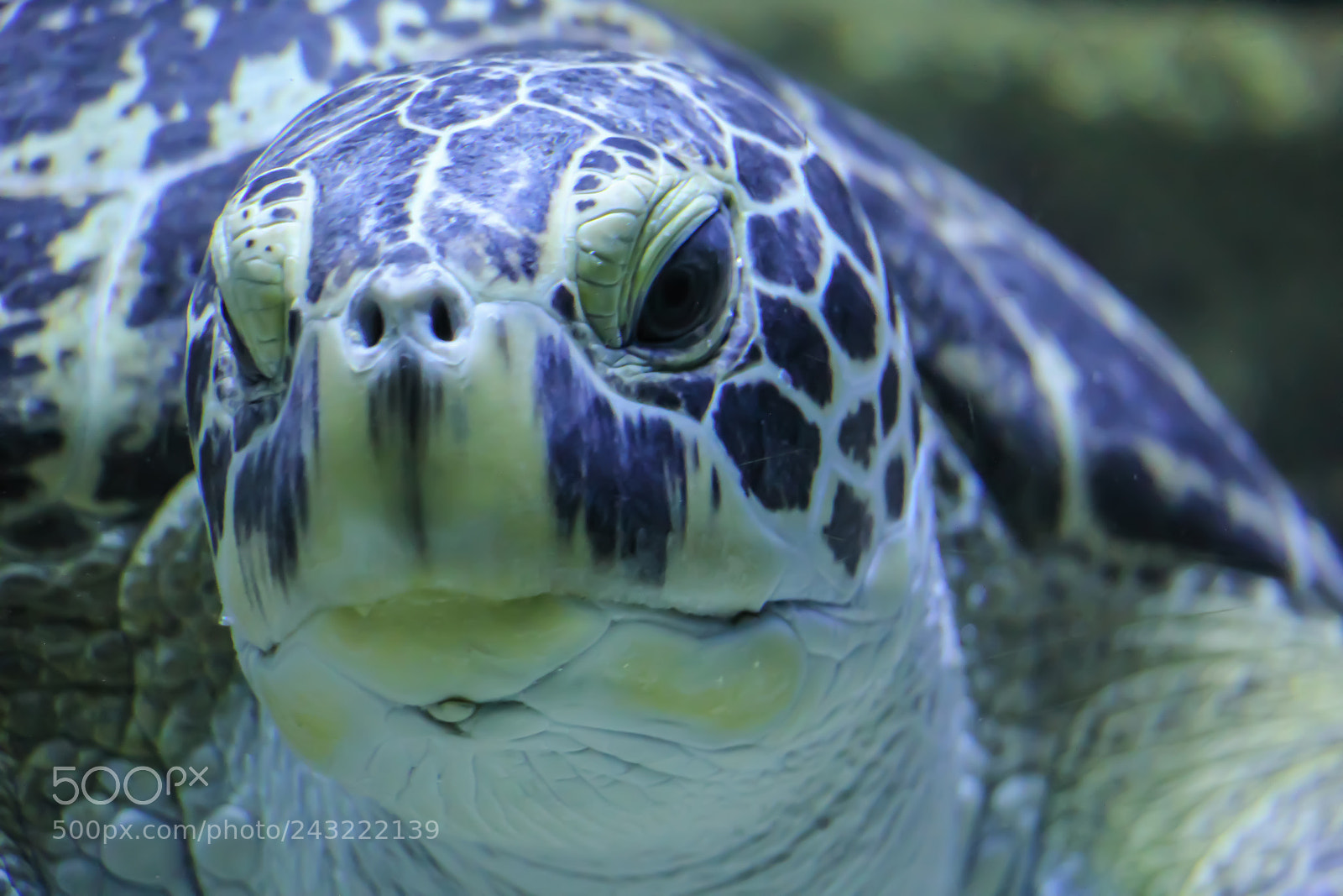 Canon EOS 60D sample photo. Turtle look photography