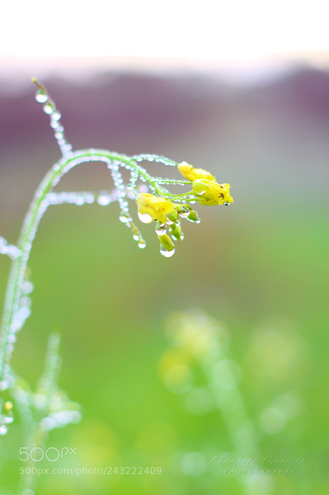 Canon EOS 100D (EOS Rebel SL1 / EOS Kiss X7) sample photo. Rain drop photography