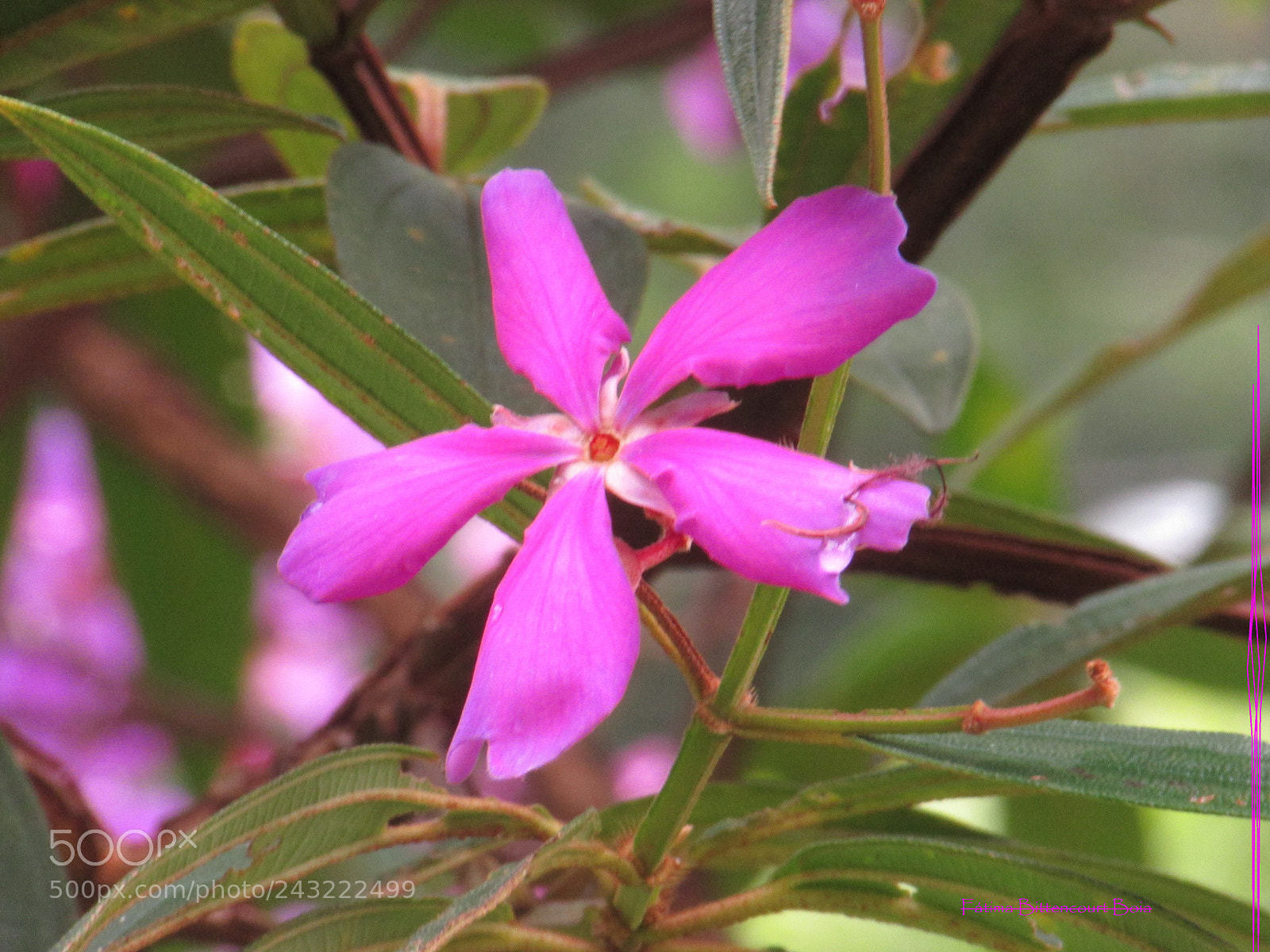 Canon PowerShot SX500 IS sample photo. 095.jpg photography