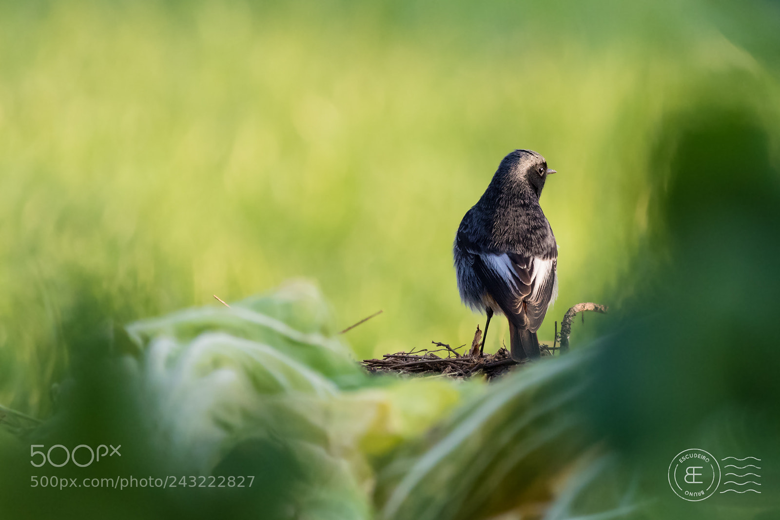 Canon EOS 7D Mark II sample photo. Black redtail photography