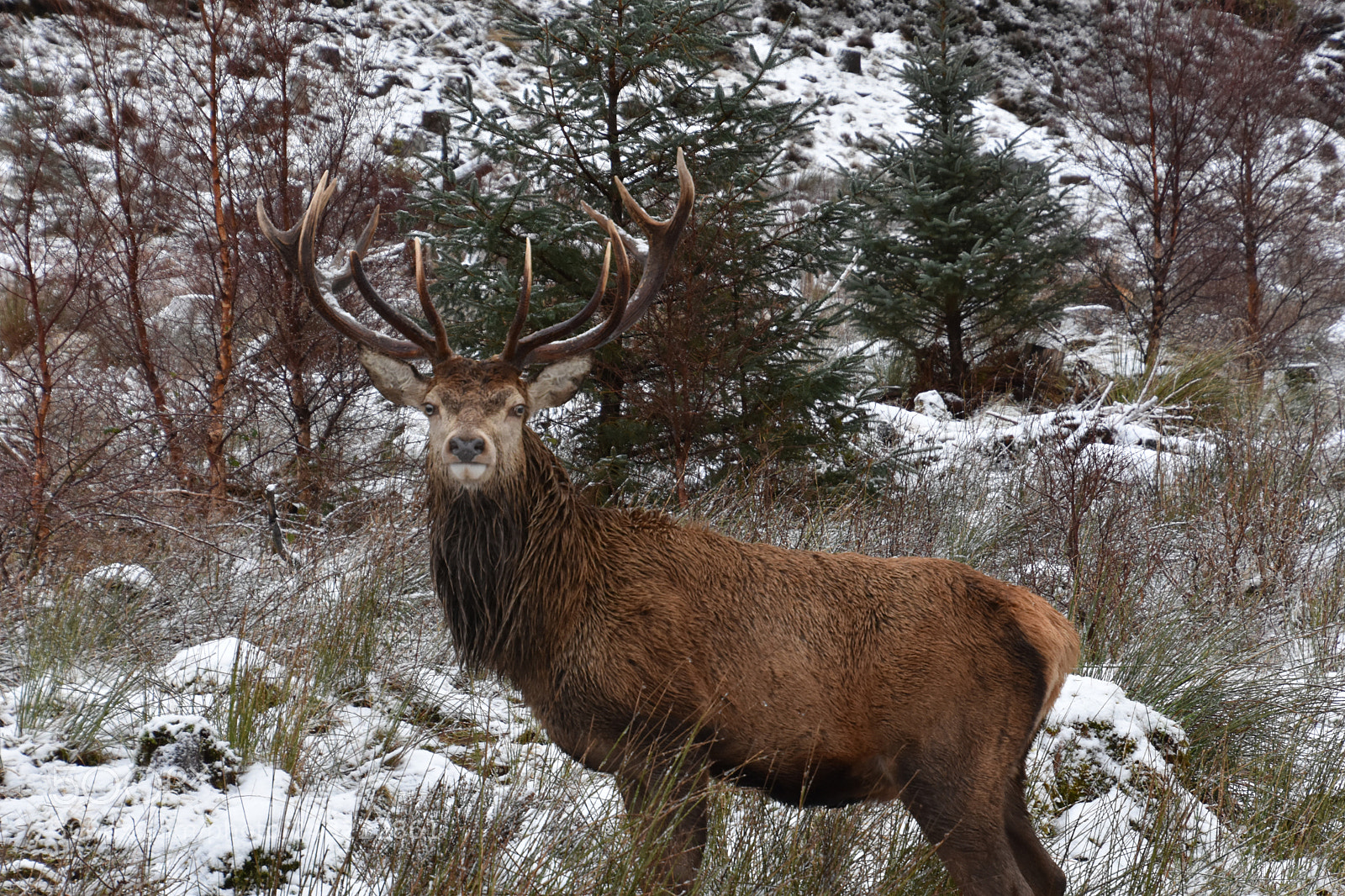 Nikon D7200 sample photo. Stag photography