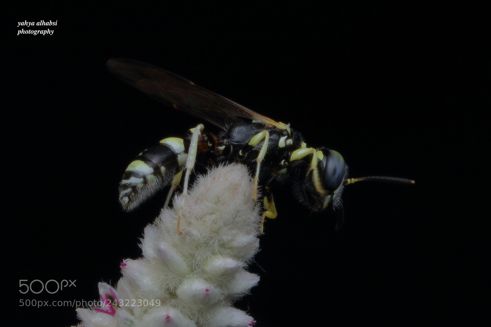 Canon EOS 7D Mark II sample photo. Untitled photography