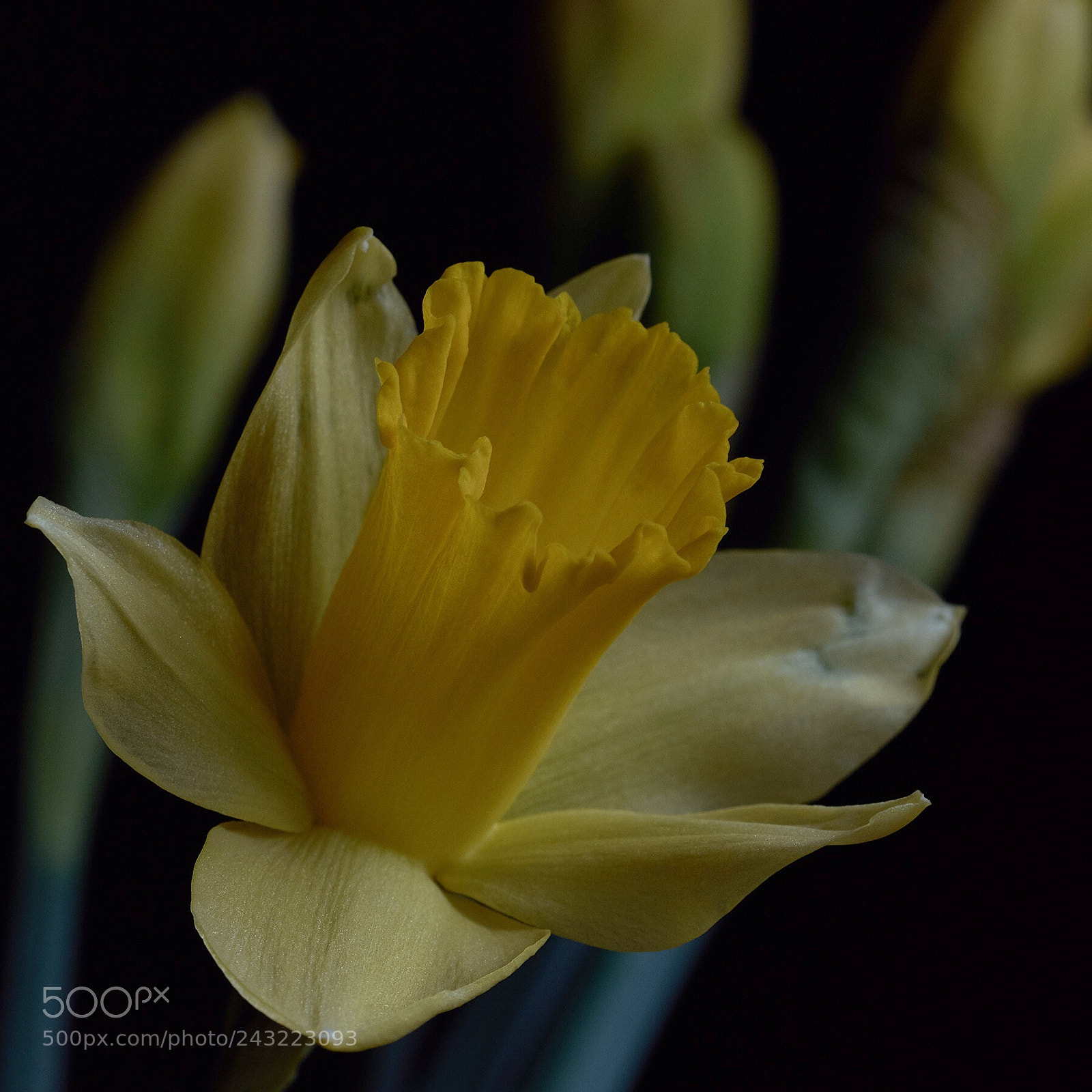 Nikon D7200 sample photo. Daffodils photography