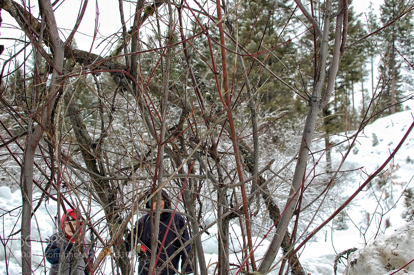 Nikon D40 sample photo. Tree kids photography