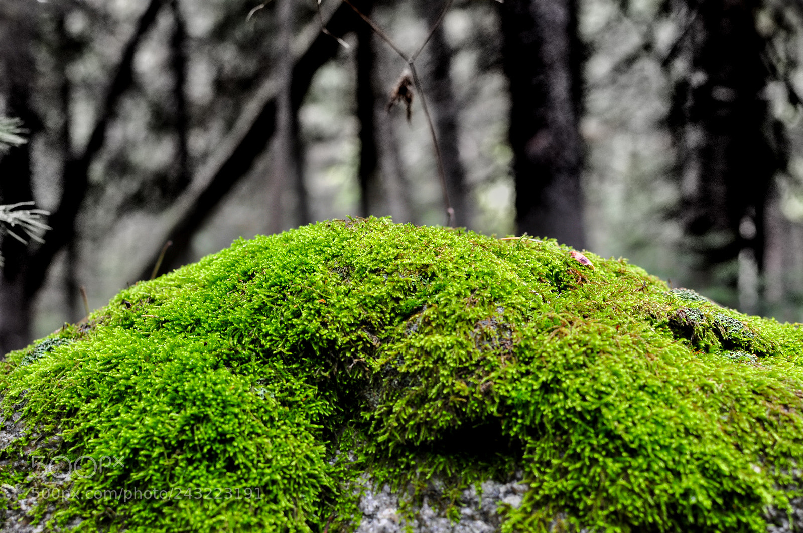 Nikon D5000 sample photo. Living rock photography