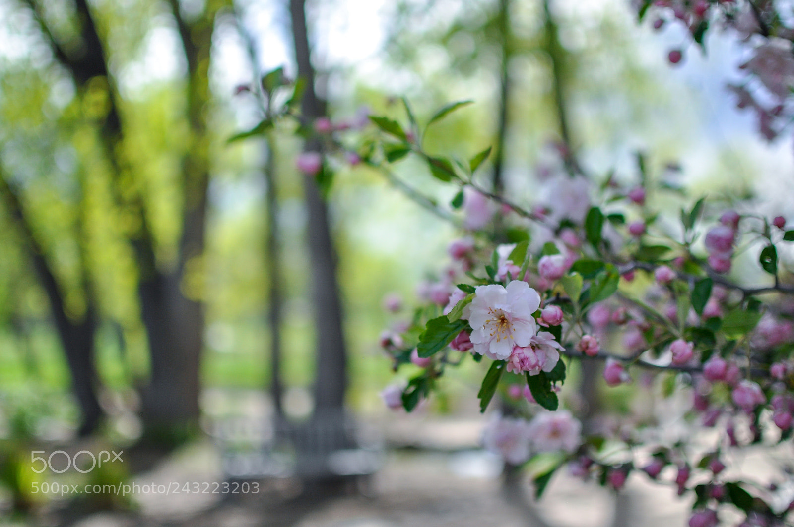 Nikon D5000 sample photo. Gem () photography