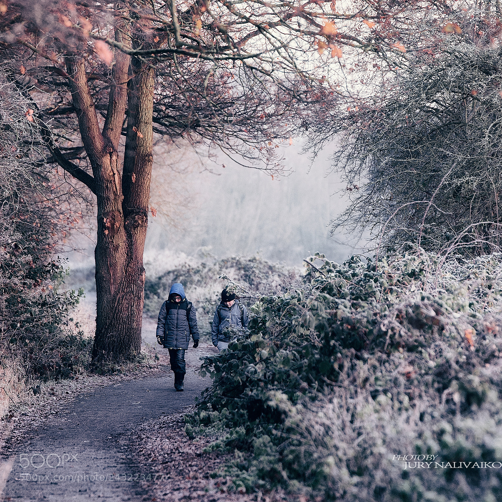 Nikon D700 sample photo. Another winter day photography