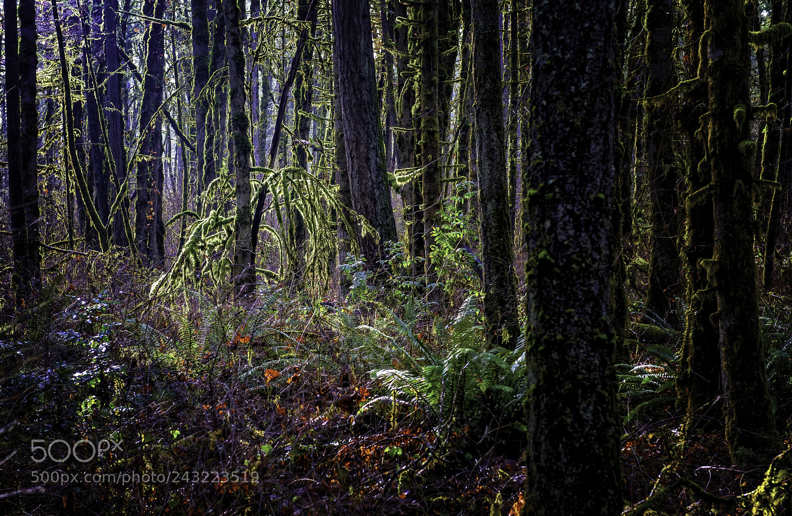 Nikon D810 sample photo. Sunshine through moss... photography