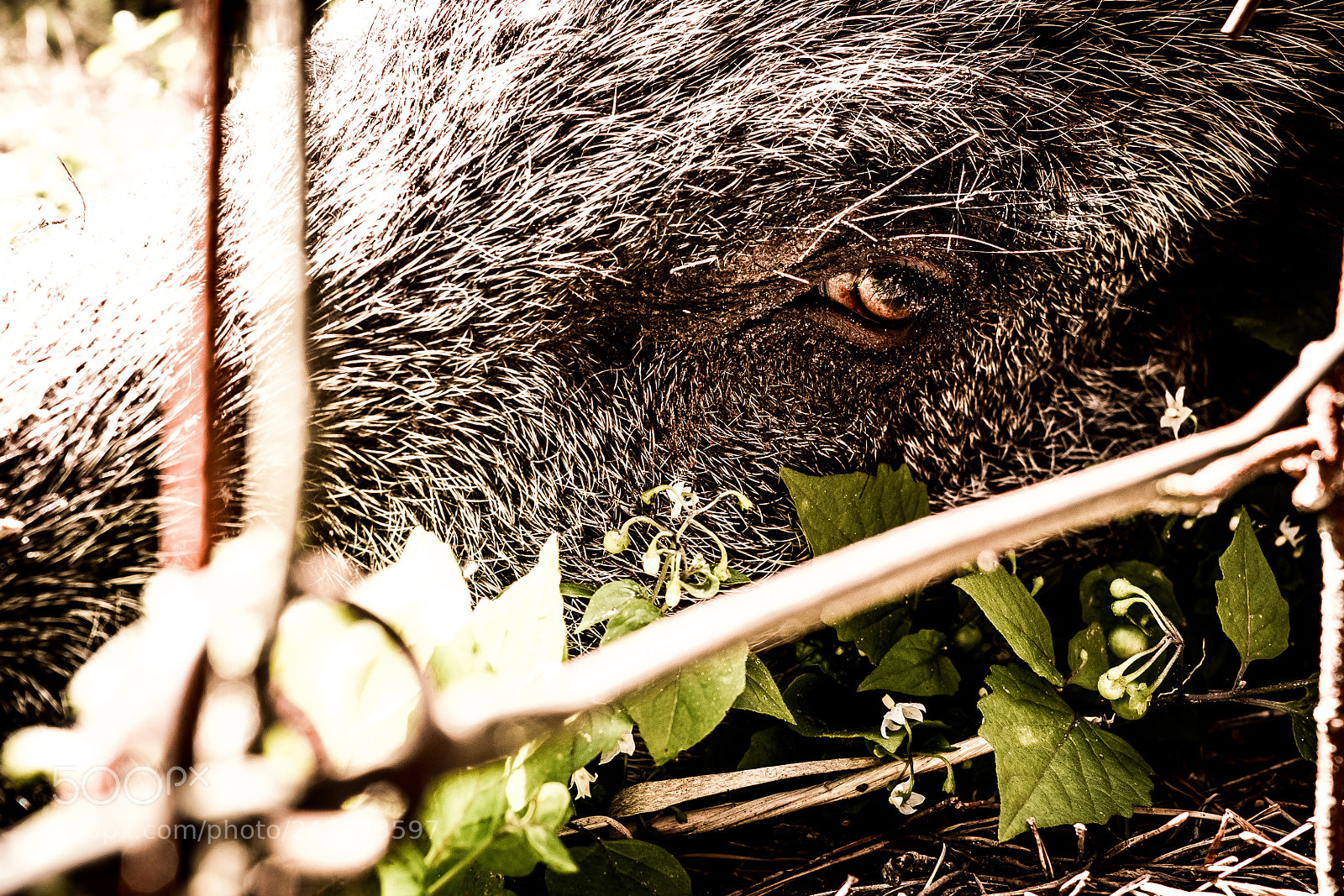 Fujifilm X-T10 sample photo. Dreamy wildschwein. d. photography