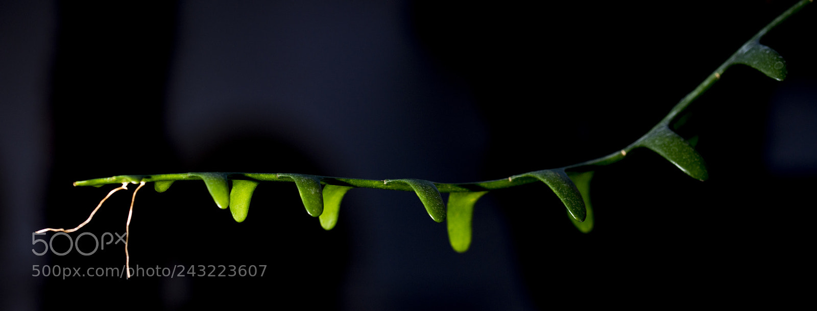 Nikon D610 sample photo. Hd photography
