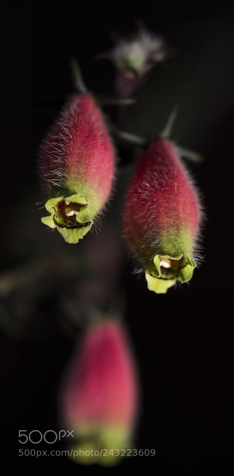Nikon D610 sample photo. Hd photography