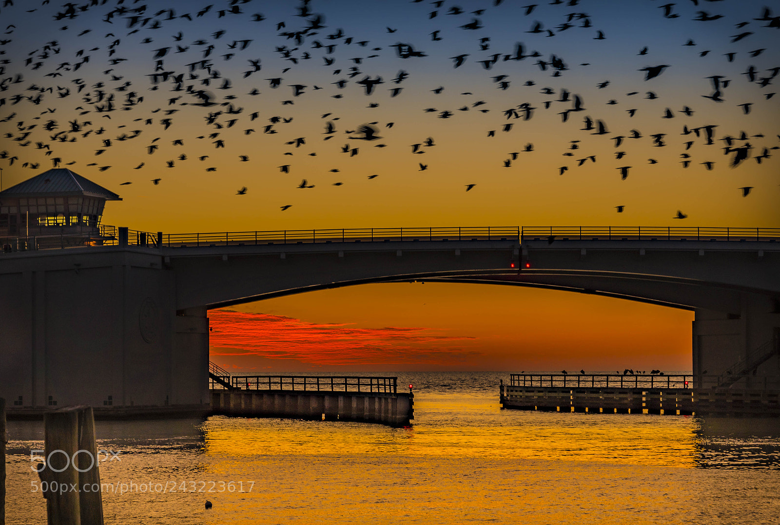 Pentax K-1 sample photo. Birds, bridge and the photography