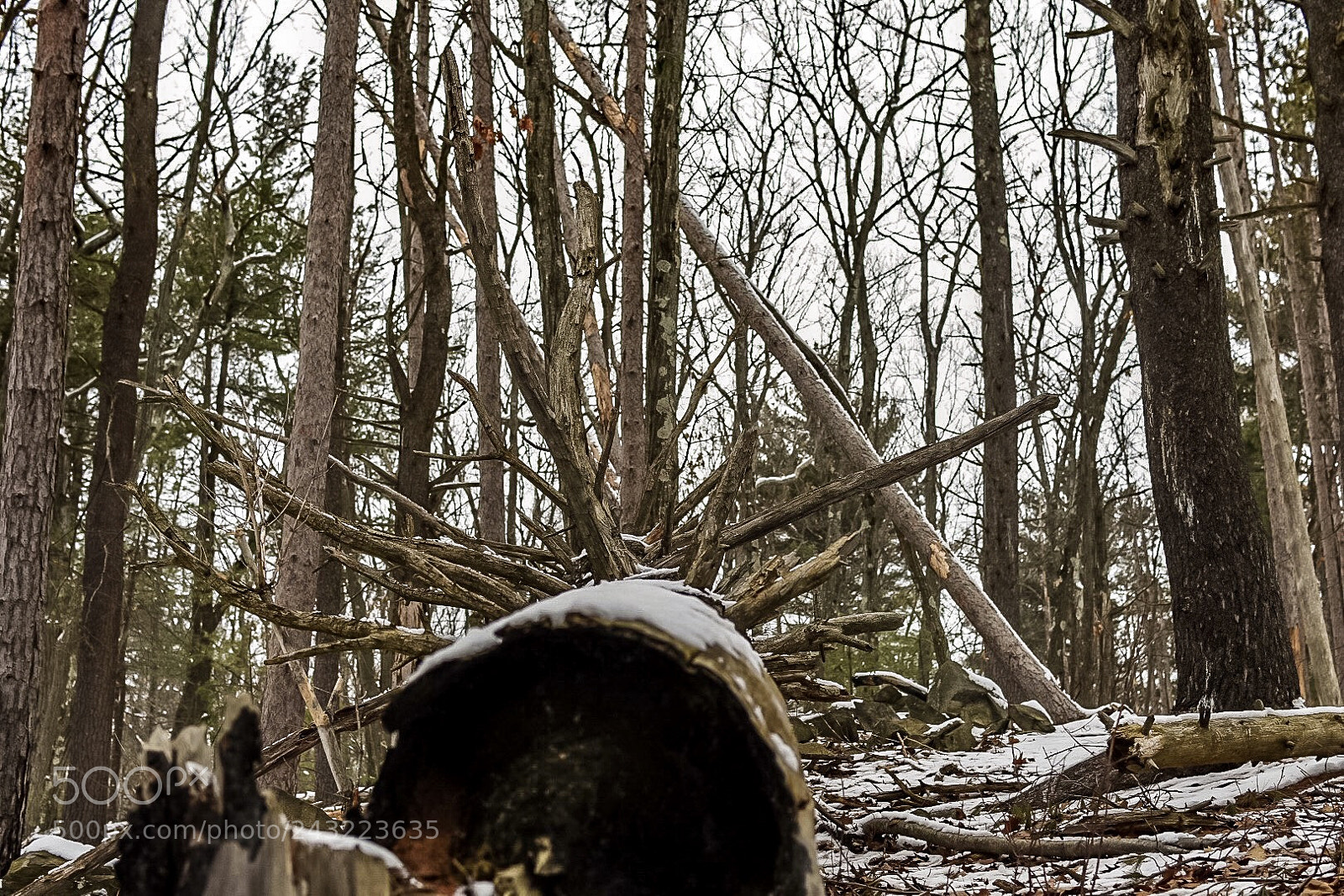 Nikon D7200 sample photo. Squirrel house photography