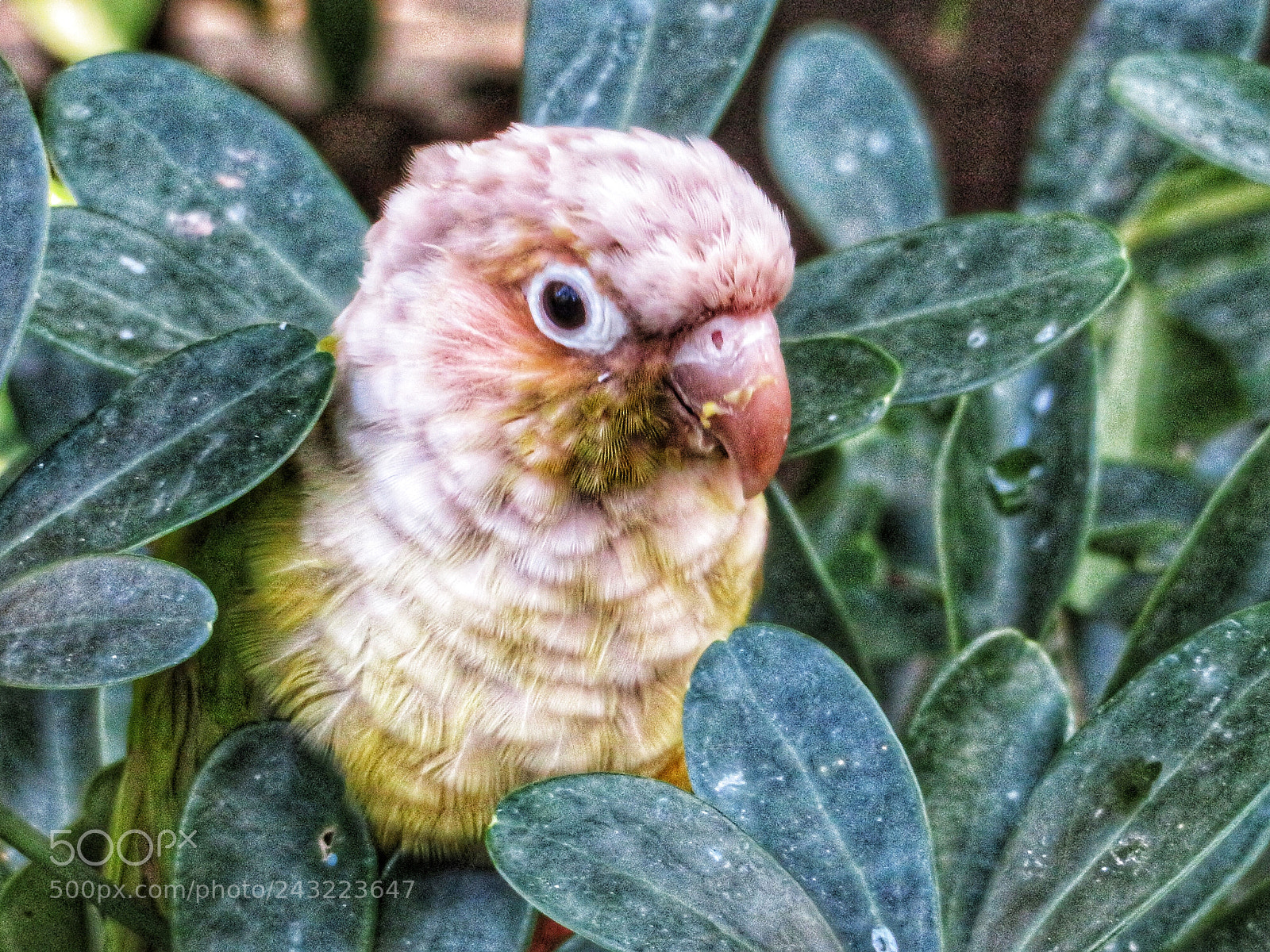 Canon PowerShot SX720 HS sample photo. Peek-a-boo! photography