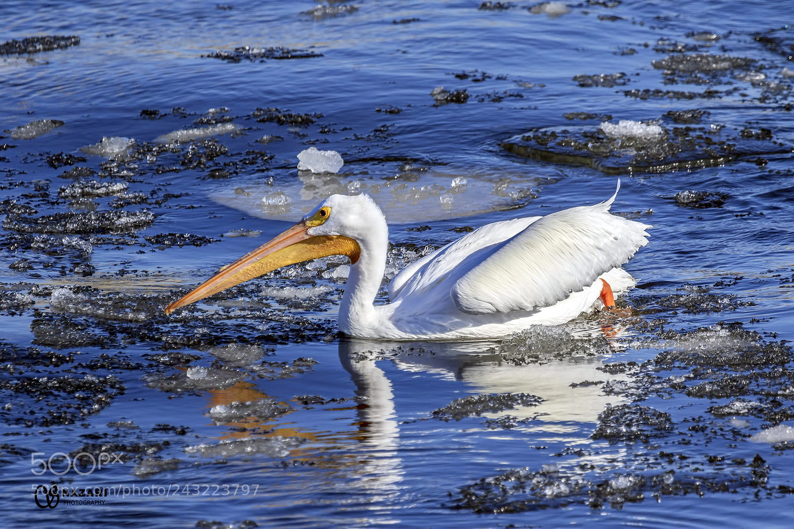Canon EOS 7D Mark II sample photo. Pelican on mississippi river photography