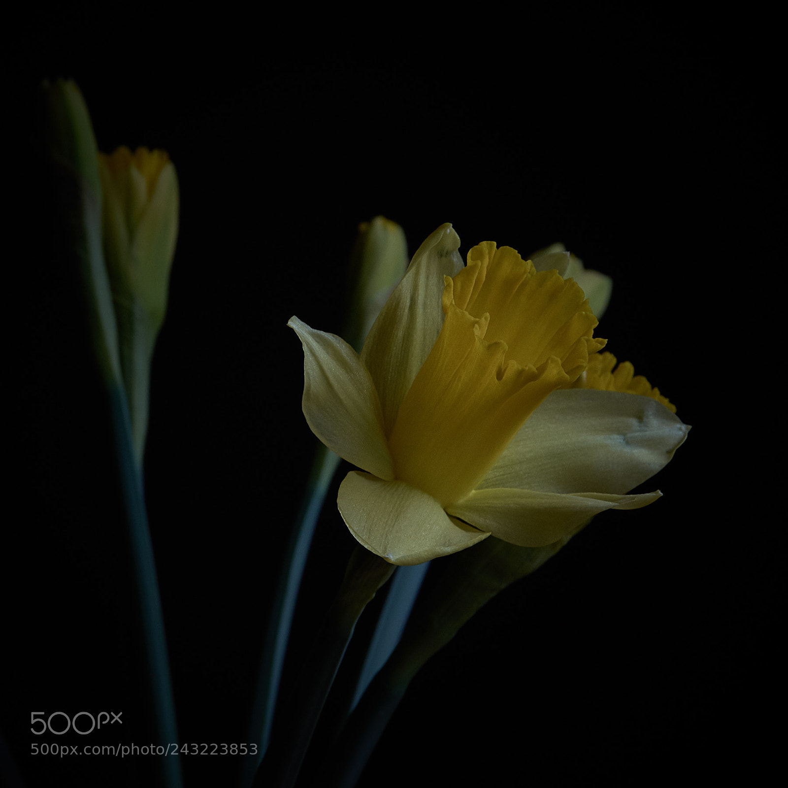 Nikon D7200 sample photo. Daffodils photography