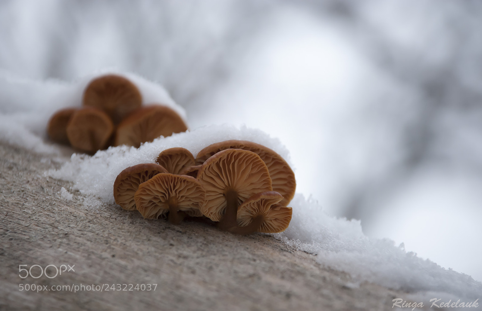 Nikon D80 sample photo. Frozen mushrooms photography