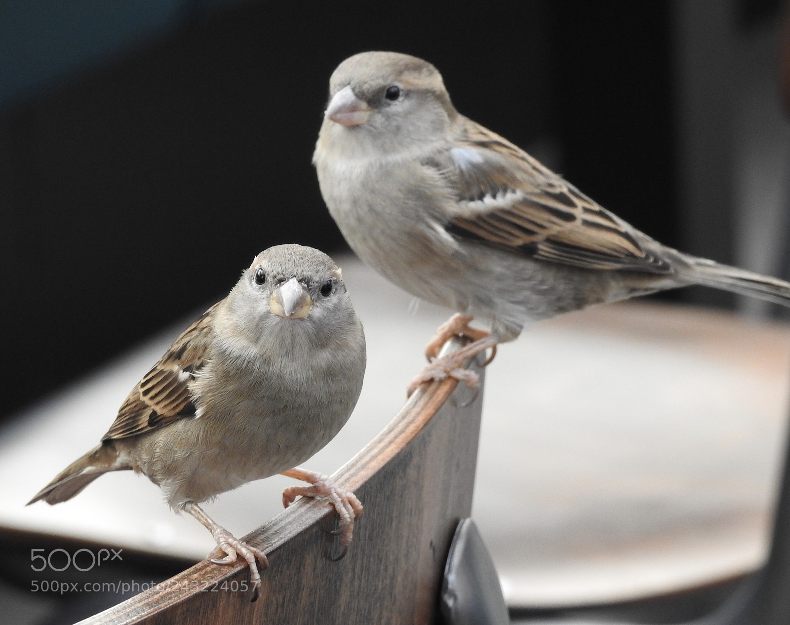 Nikon Coolpix P900 sample photo. House sparrows....? photography