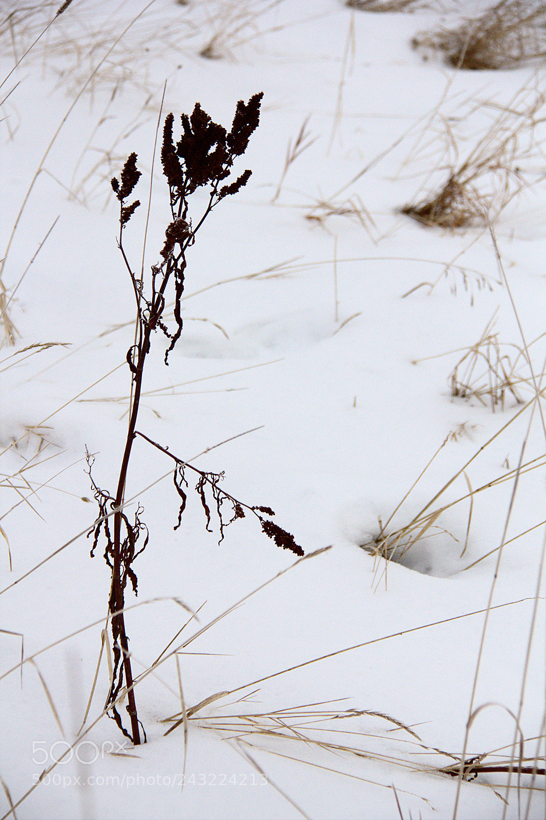 Canon EF-S 18-200mm F3.5-5.6 IS sample photo. A stark reminder of photography