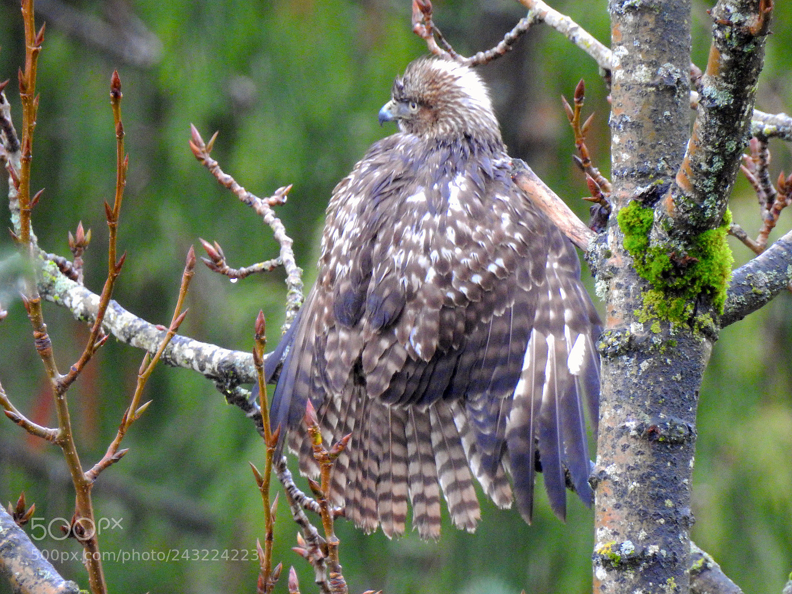 Nikon Coolpix P900 sample photo. Red-taile hawk photography