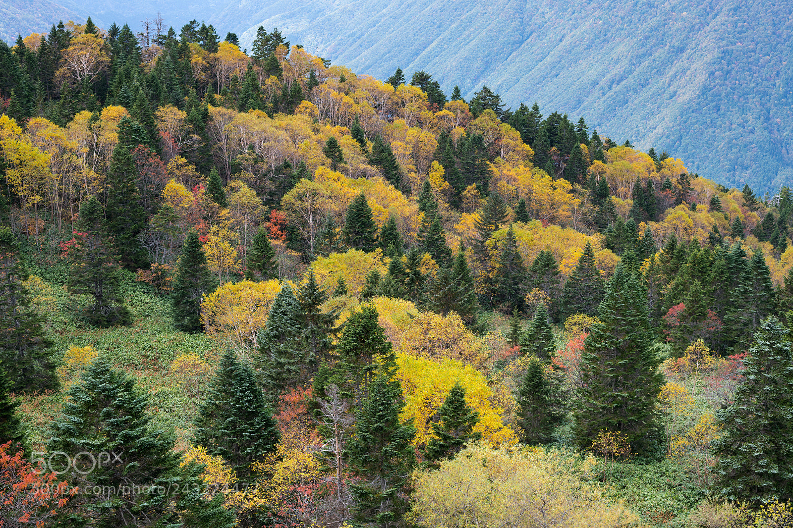 Nikon D850 sample photo. Autumn in japan photography